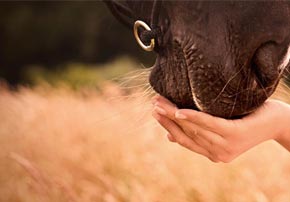 L’orge germée : Quel intérêt nutritionnel pour le cheval ?