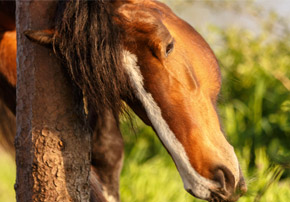 Quelles sont les solutions pour protéger mon cheval des insectes cet été ?