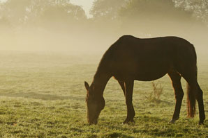Mise à l'herbe chevaux