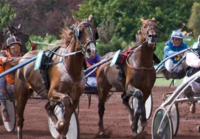 Comment adapter la ration pour que mon cheval maintienne son poids de forme ?