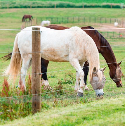 Comment reconnaître la maladie du Cushing chez le cheval Maladie du Cushing chez le cheval