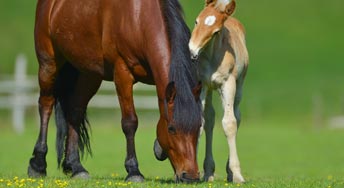 les maladies des poulains
