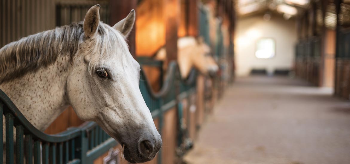 Maladies respiratoires chez le cheval : agir sur l’environnement pour limiter les risques Maladies respiratoires chez le cheval : agir sur l’environnement pour limiter les risques
