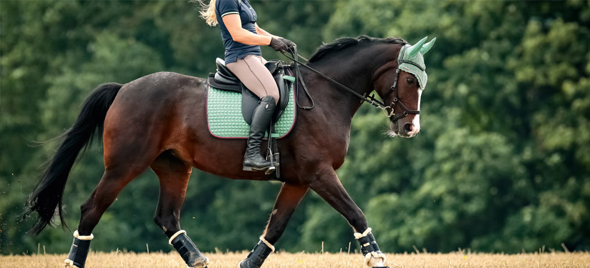 Quand et comment nourrir son cheval avant l’effort ? Partie 1