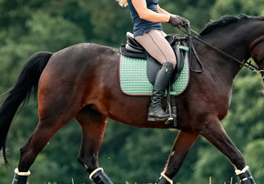 Quand et comment nourrir son cheval avant l’effort ? Partie 1
