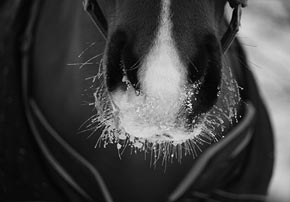Pathologies respiratoires : Quelles solutions pour mon cheval ?