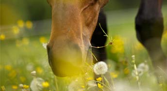Etat de pâture des chevaux
