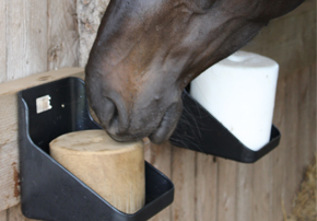 ulcere chevaux