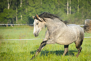 huiles dans la ration des chevaux