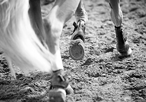 Obstacles chevaux