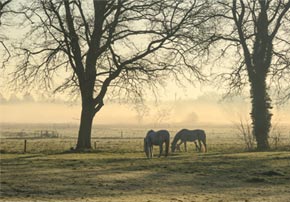 Pature des chevaux l'hiver