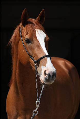 Préparer un jeune cheval pour les ventes : quelle alimentation privilégier ?