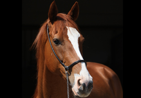 Préparer un jeune cheval pour les ventes : quelle alimentation privilégier ?