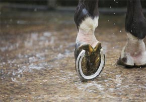Problemes de pieds chevaux