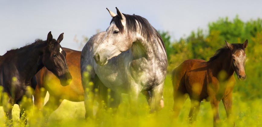 Produire un foin de qualité pour ses chevaux : quelles espèces privilégier ?