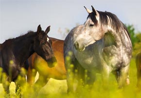 Produire un foin de qualité pour ses chevaux : quelles espèces privilégier ?