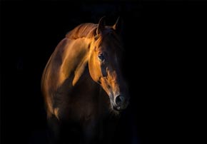 aliments pour cheval emphysémateux