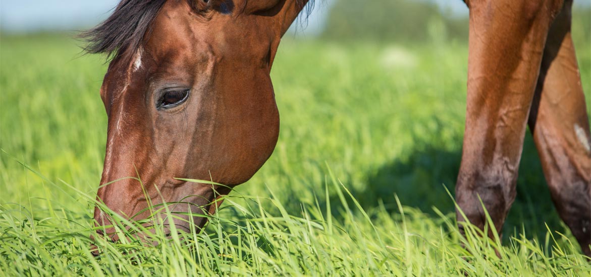 Qu’est ce qui cause la fourbure au pré ? Qu’est ce qui cause la fourbure au pré ?