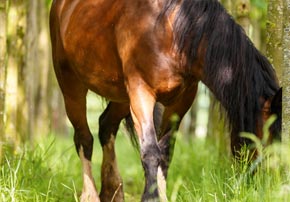Quel est l’impact environnemental du cheval et de son utilisation ?