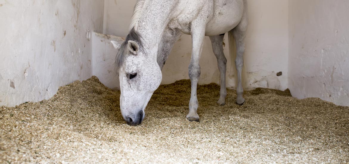 Quelle litière choisir pour son cheval ? Quelle litière choisir pour son cheval ?