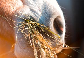 Produire un foin de qualité pour ses chevaux : quelles espèces privilégier ?