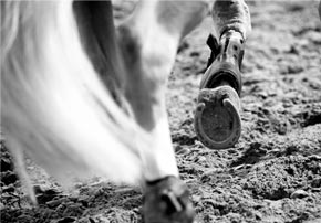 Quand et comment faut-il adapter la ration de son cheval ?