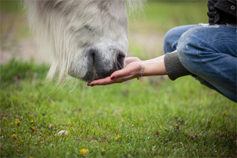 Ulceres chevaux