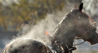 repos chevaux