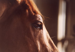 alimentpour chevaux fatigues