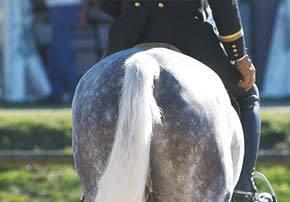 entrainement competition chevaux