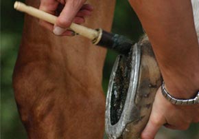 Comprendre une prise de sang du cheval