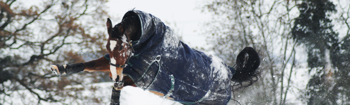 Saison hivernale : Est-ce nécessaire de protéger son cheval pendant l’hiver ?