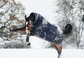 Saison hivernale : Est-ce nécessaire de protéger son cheval pendant l’hiver ?