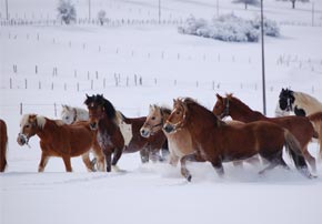 Saion hivernal pour les chevaux