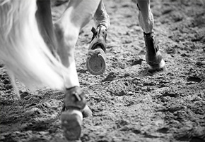 préparation saut chevaux