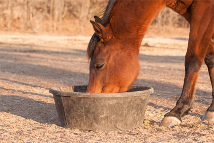 Fibres contre la diarrhées chez les chevaux