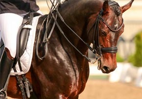 Comment le son de riz peut-il favoriser la prise de masse musculaire chez mon cheval ?