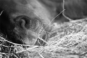 Le stress chez le cheval
