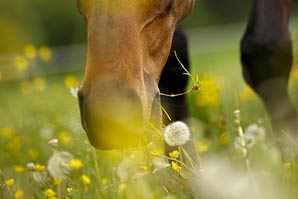 système digestif du cheval
