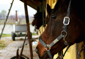 Solutions contre les tiques des chevaux