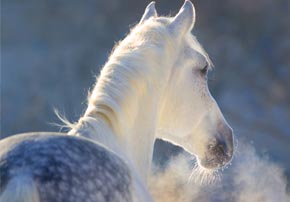 Conseils sur la tonte de votre cheval