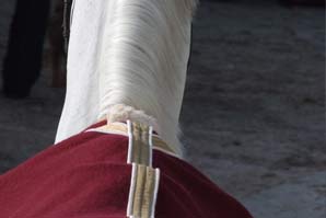 la tonte des chevaux