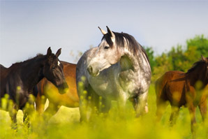 Mise à l'herbe chevaux