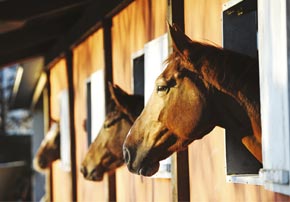 ulcere chevaux