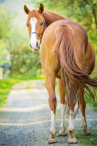 Ulcères gastriques : Est-ce le syndrome des chevaux stressés ? Ulcères gastriques : Est-ce le syndrome des chevaux stressés ?