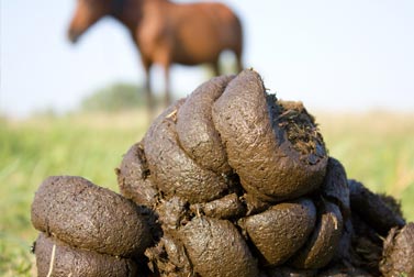 la vermifugation des chevaux