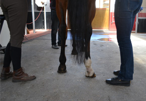 visite achat cheval