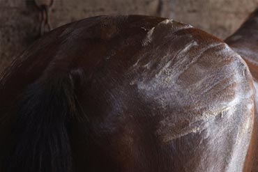 Comment Atténuer Les Courbatures Chez Le Cheval