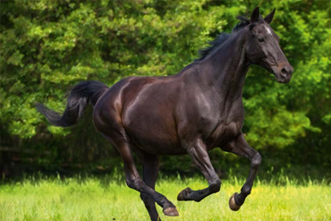 L’intérêt des haies autour des pâtures pour chevaux